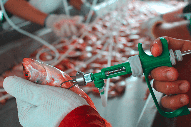 A fish being injected by hand.