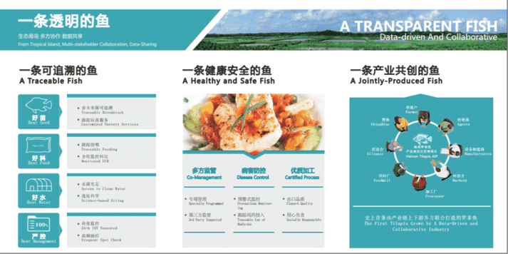 tilapia traceability infographic