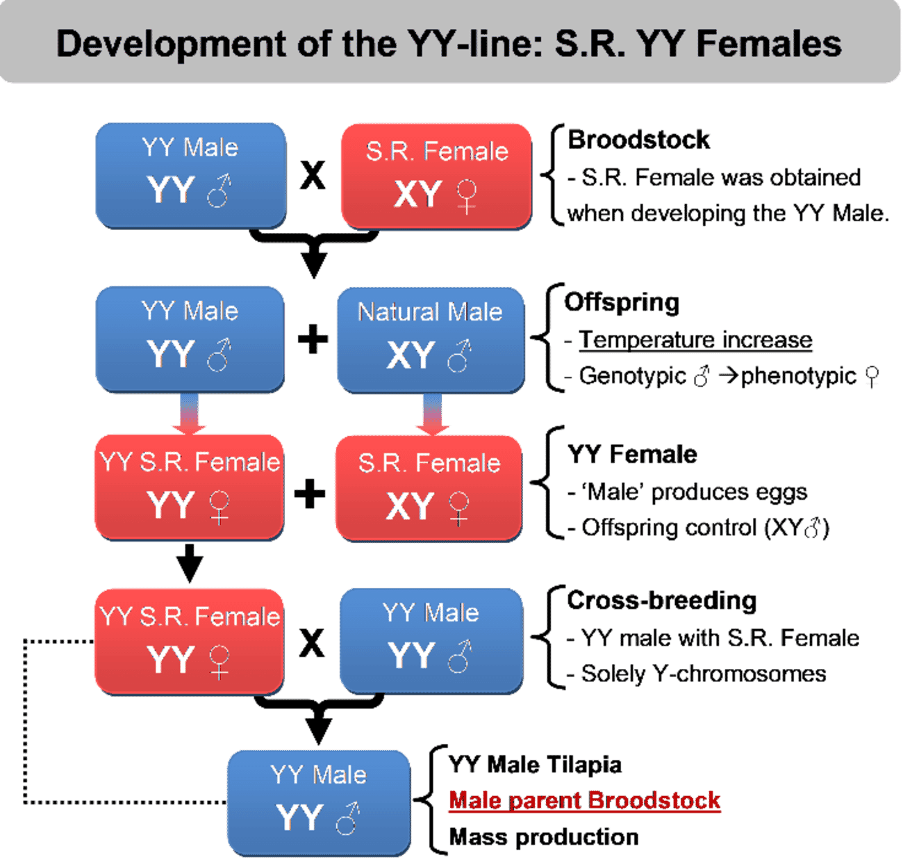 Can natural male tilapia tackle emerging diseases? The Fish Site