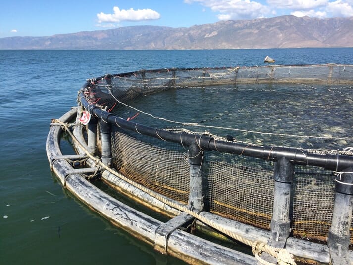 One of TAF’s cages on Lake Azuei