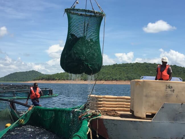 fish being harvested from a net pen