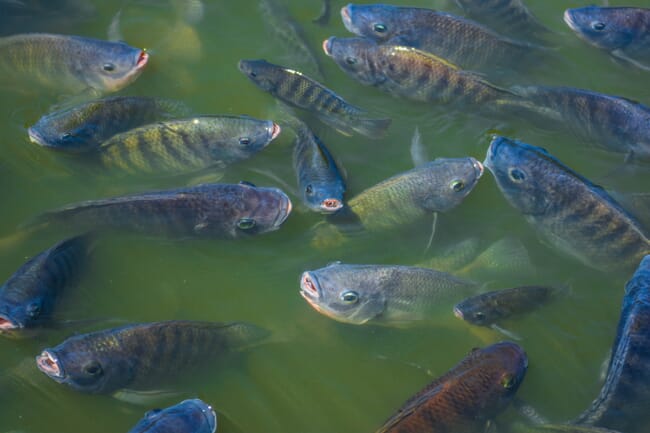 live tilapia swimming in a pond