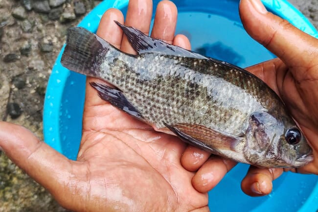 Person holding a fish