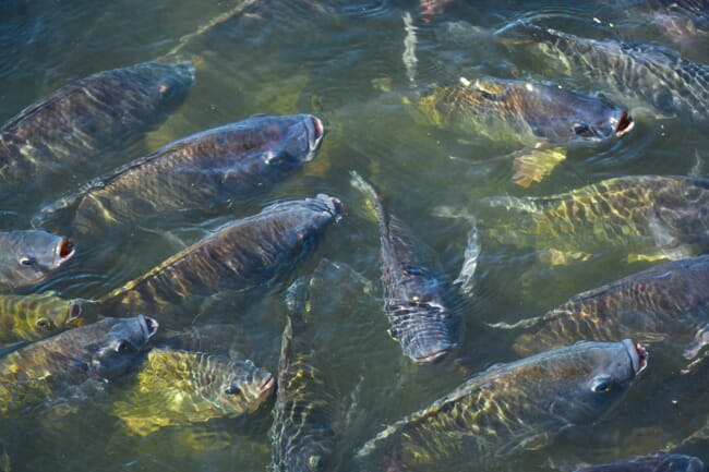 Nile Tilapia.