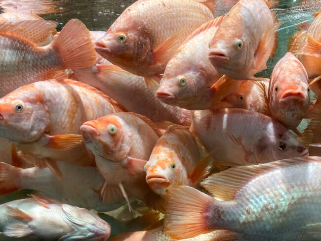 Masa de peces rojos bajo el agua