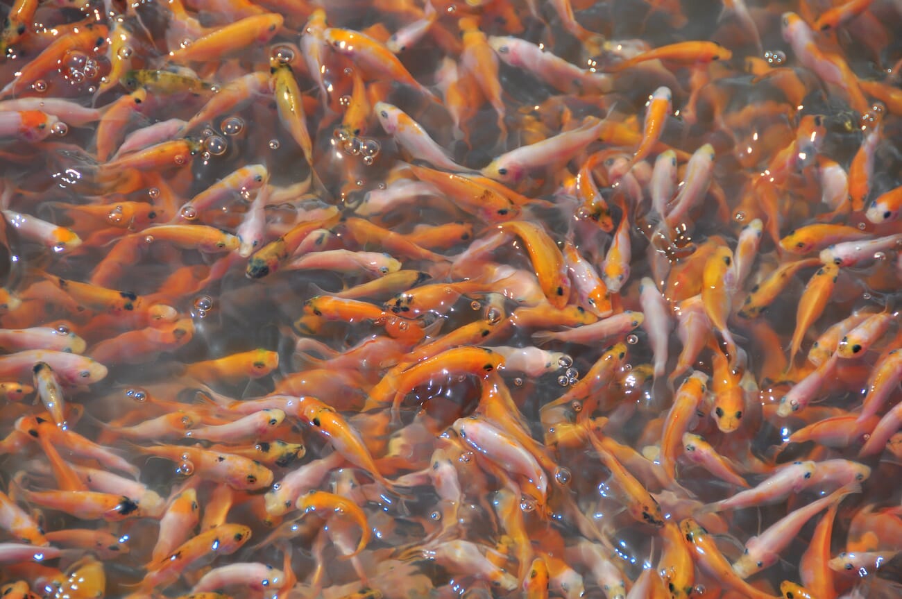 Africa’s most ambitious aquaculture producer the story so far The