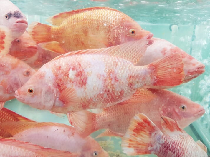 The lights increased tilapia production in a single pond by 1.7 tonnes