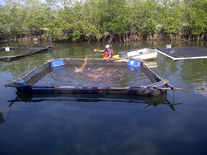 Realising the unmet potential of farming tilapia in saltwater The