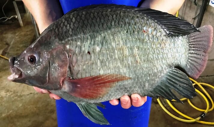 One of Til Aqua's silver tilapia brood fish