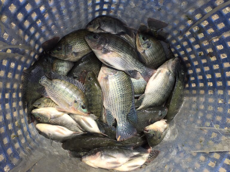 The aquatic chicken tilapia and their parallels with poultry