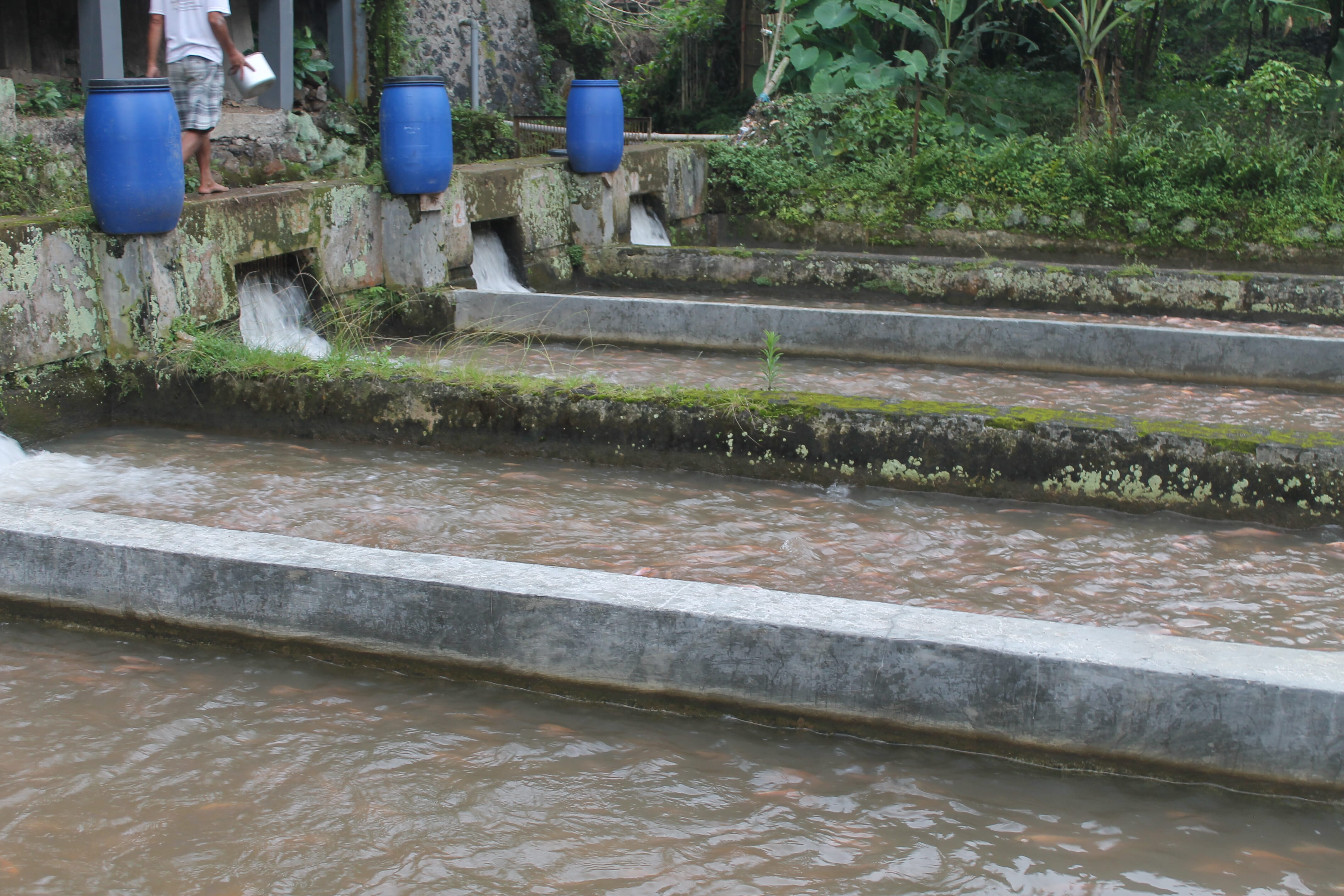 Despite tilapia being a non-native species, farmers in Indonesia have produced the fish in a variety of systems and water types thumbnail