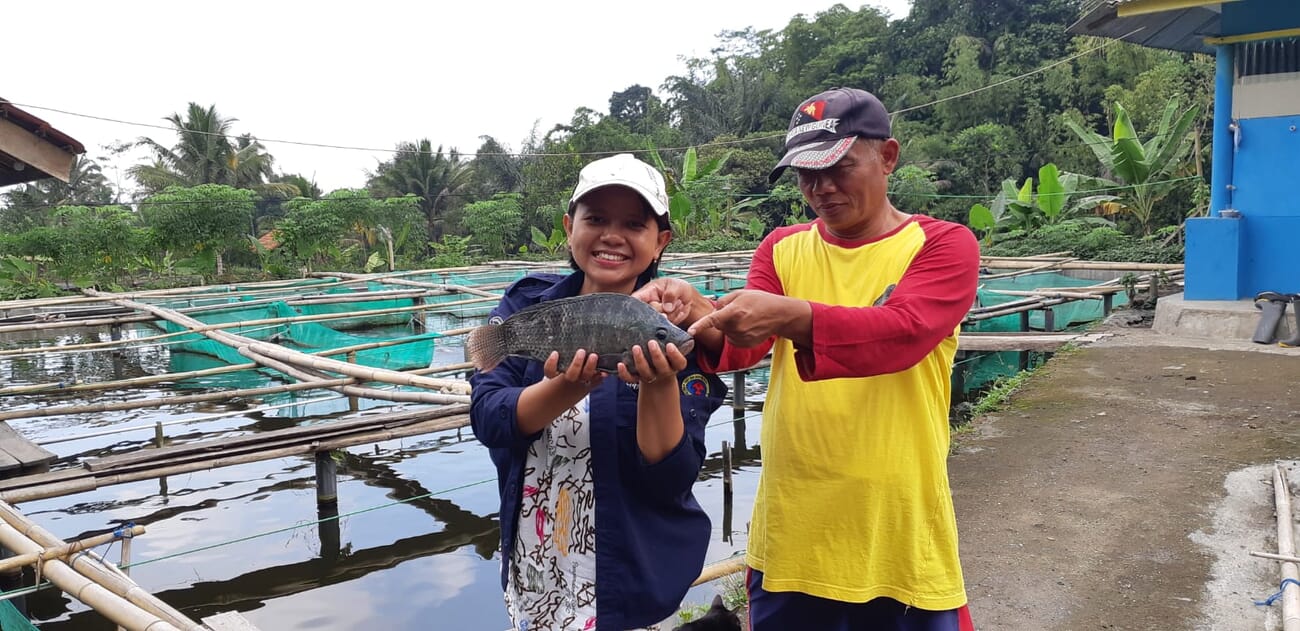 The opportunities and challenges of Indonesian tilapia strains The