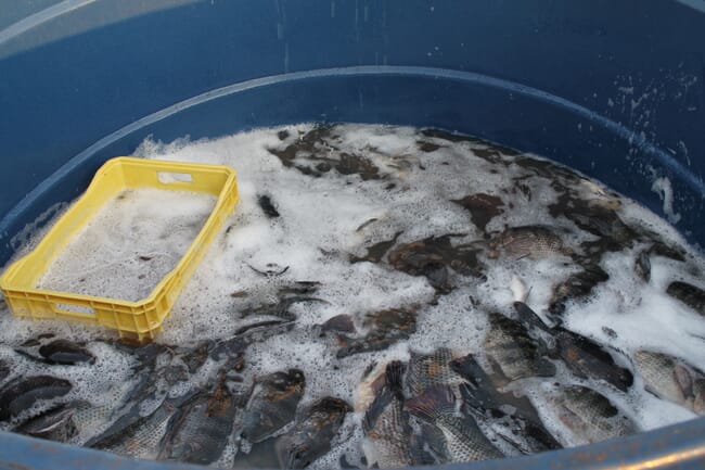 tilapia in a blue container