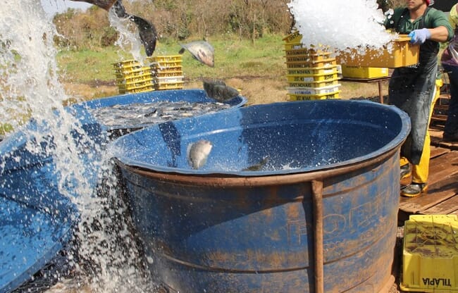 fish falling into a container