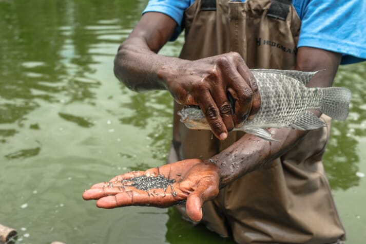 Person holding a tilapia above water while its fry are in the other hand