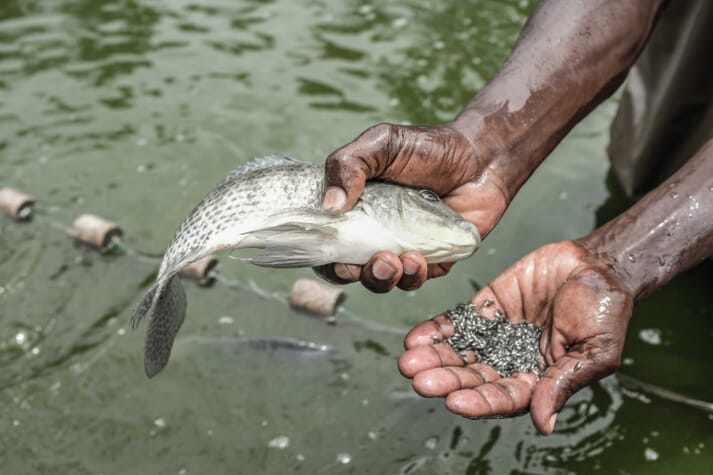 person holding a tilapia broodstock and its fry