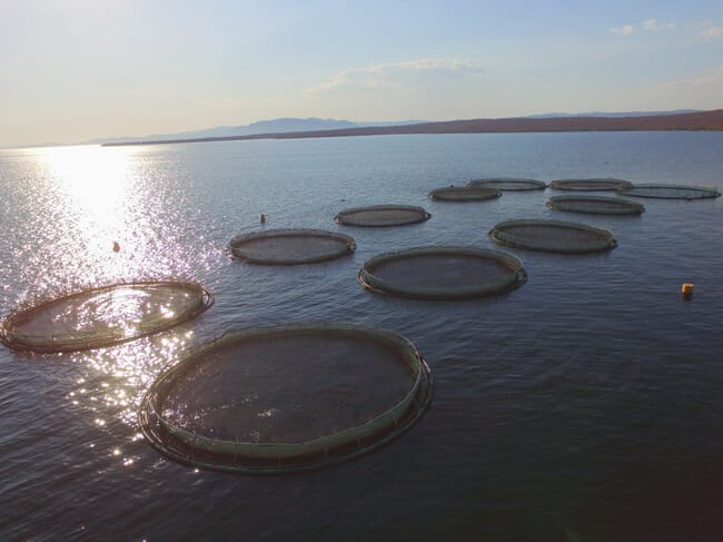 Net pens in the water