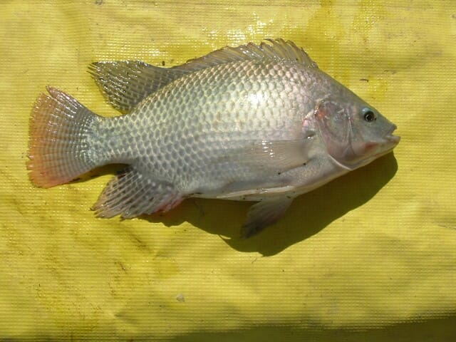 An individual fiish from an improved line of Nile tilapia