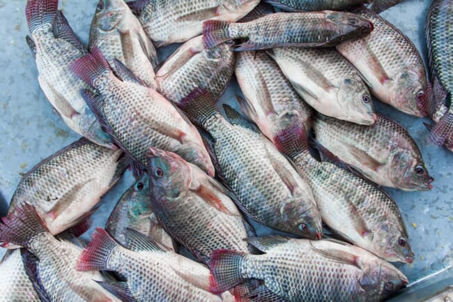 Tilapia in a bucket