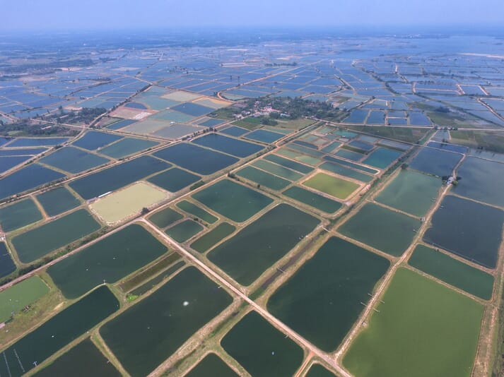 aerial view of a large area of tilapia ponds