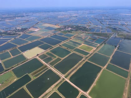 aerial view of tilapia ponds