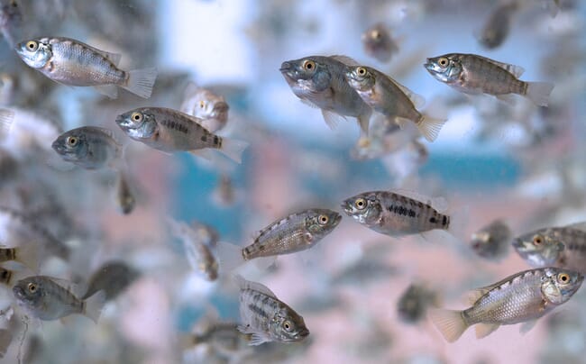 Juvenile tilapia in a tank.