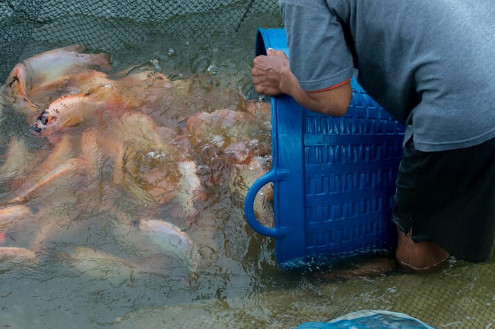 person harvesting tilapia with a bucket