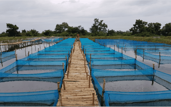 square nets in shallow water