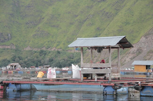 tilapia farm