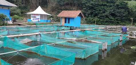 The opportunities and challenges of Indonesian tilapia strains | The ...