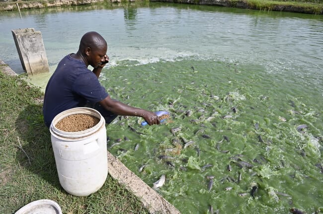 Tilapia farmer scooping pelleted feed into a pond