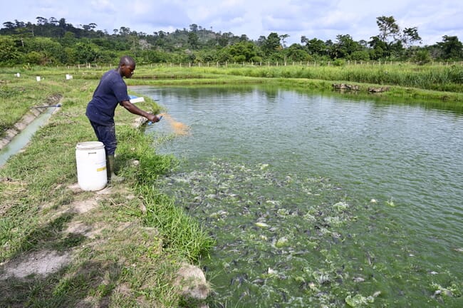 fish farmer throwing feed into an earthen tilapia pond