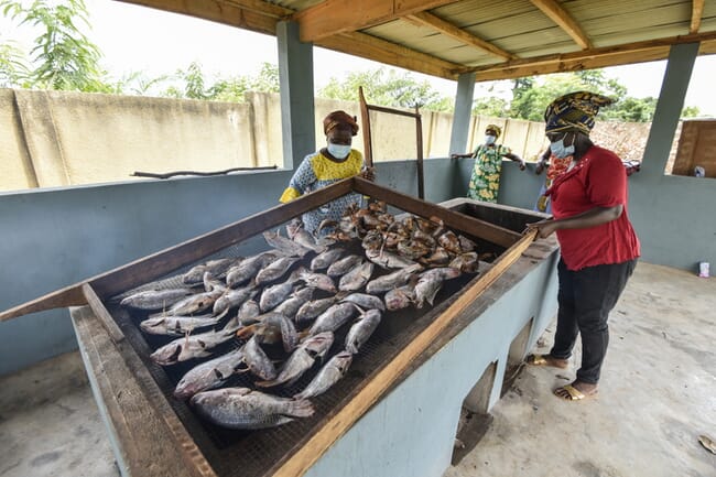 women smoking farmed tilapia over a grill