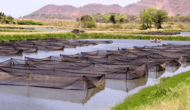 hapa nets in a pond