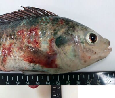 Tilapia with skin lesions