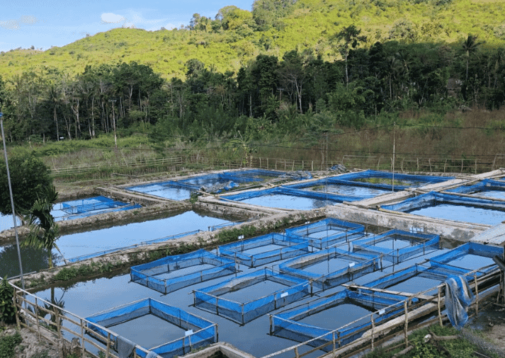 The government of Timor-Leste aims to increase aquaculture production to 12,000 tonnes by 2030 in order to help alleviate malnutrition