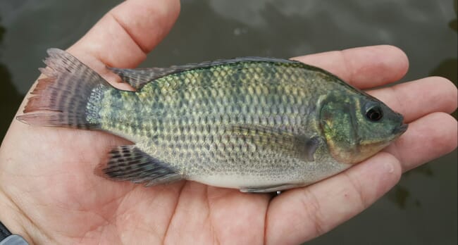 tilapia fingerling