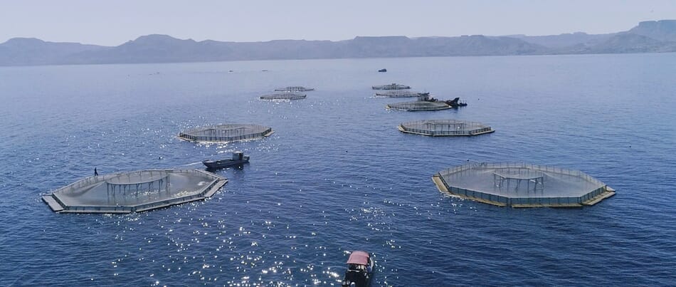 Earth Ocean Farms rebrands as Santomar | The Fish Site