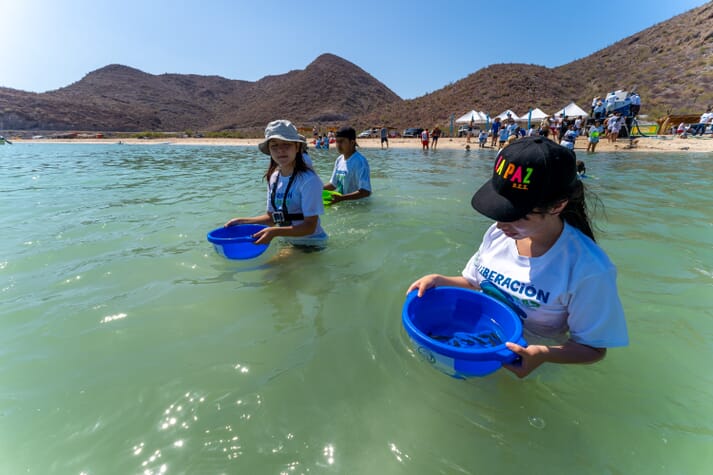 Releasing farmed Totoaba into the Gulf of California, in Mexico