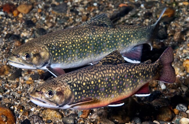 rainbow trout