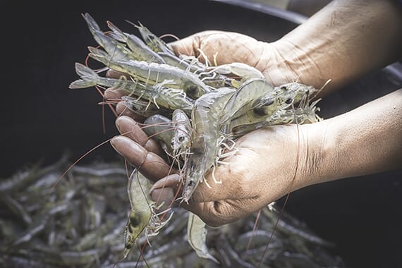 SyAqua is one of the world’s largest providers of shrimp genetics and early nutrition