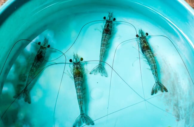 Four shrimp in a tank.