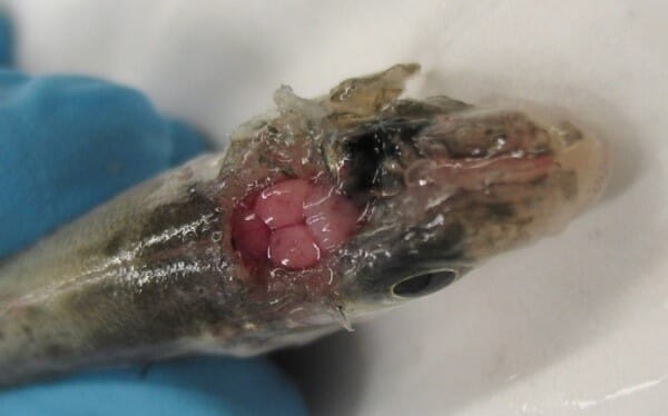 A sea bass showing signs of chronic VNN
