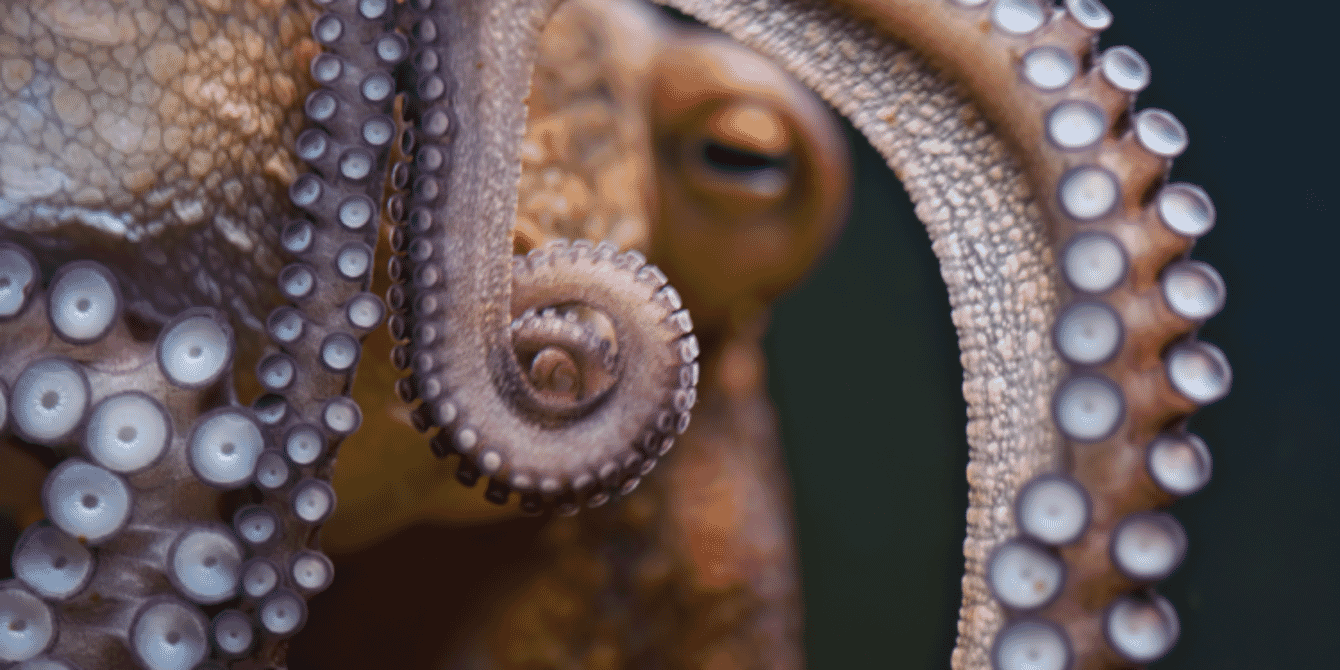 A octopus looking at the camera through a glass aquaculture cage.