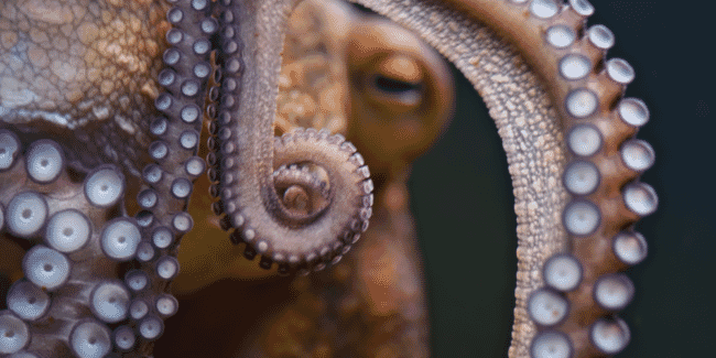 An octopus.