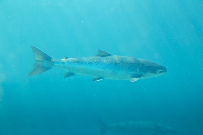 Atlantic salmon underwater.