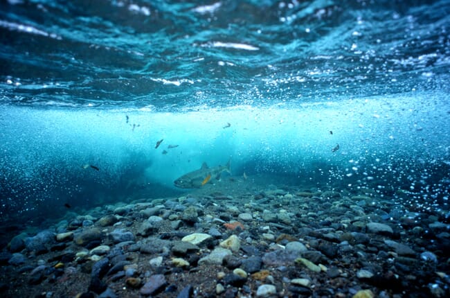 wild salmon swimming under water