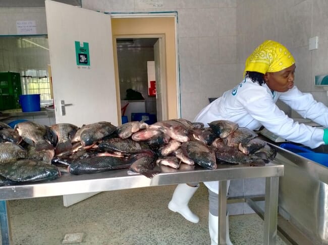 a table full of harvested tilapia