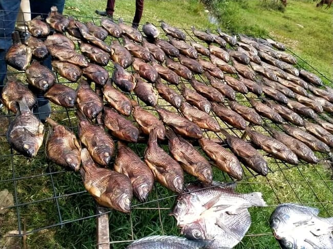 drying tilapia in the sun