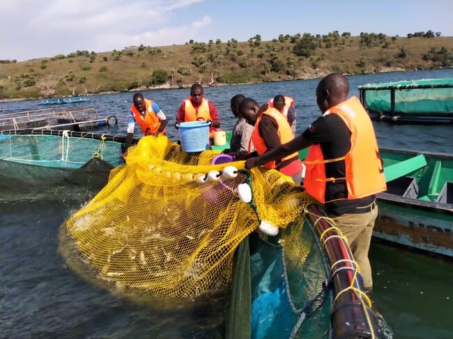 harvesting tilapia